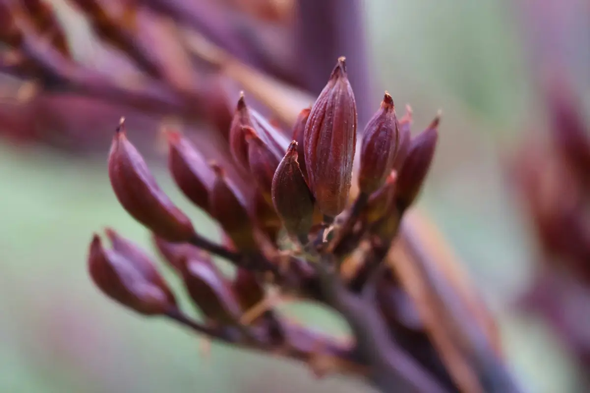 Harakeke (flax) buds